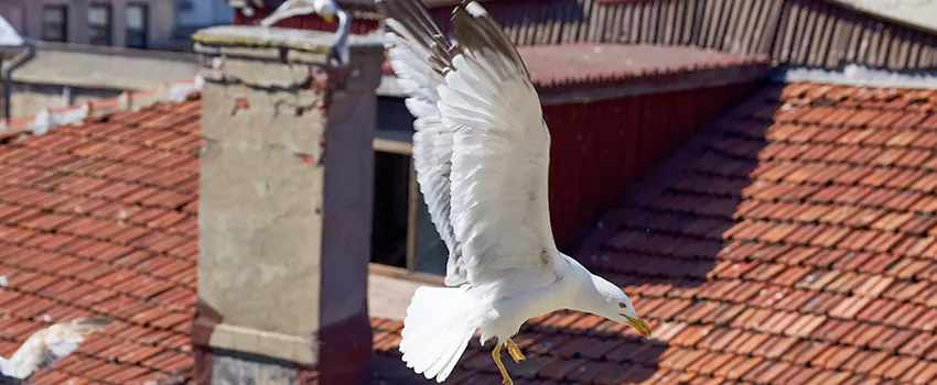 Residential Chimney Animal Removal Solution in Mooresville, NC
